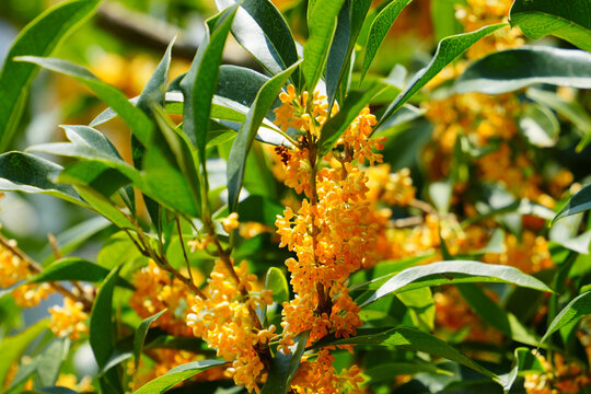 Blooming Orange Osmanthus Flowers with Green Leaves in Autumn Sunlight