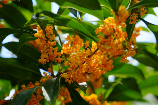 Blooming Orange Osmanthus Flowers on Branch with Green Leaves in Autumn