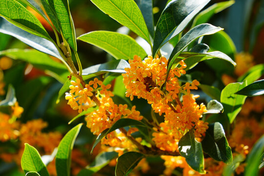 Blooming Orange Osmanthus Flowers on Branch with Green Leaves in Autumn