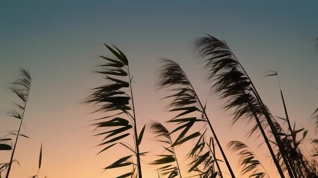 Windy Reeds Swaying at Sunset, Nature Landscape, Peaceful Evening Sky