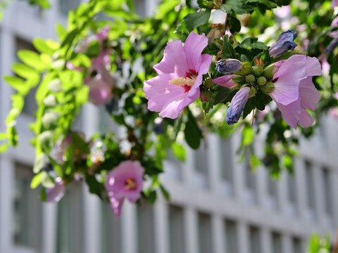 Beautiful Blooming Pink Hibiscus Flowers in Close-Up View with Modern Architecture Softly Blurred in Background