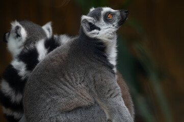 Obraz premium Side profile of a Ring-tailed Lemur (Lemur catta) looking upward with curiosity, with another lemur blurred in the background.