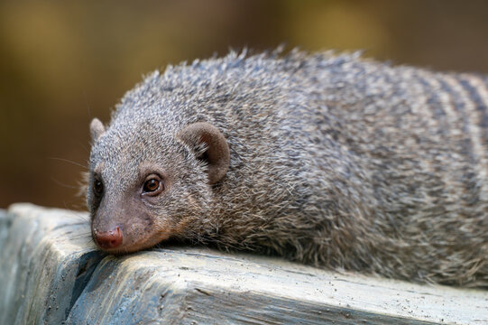 Close-up portrait of a Banded Mongoose (Mungos mungo) resting on a wooden surface, showing detailed coarse fur and attentive facial expression.