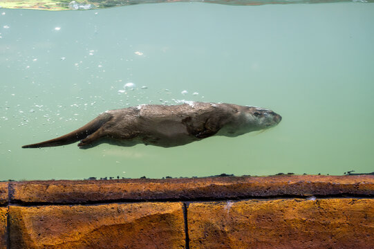 Asian small-clawed otter (Aonyx cinereus) swimming gracefully underwater in a clear pool.