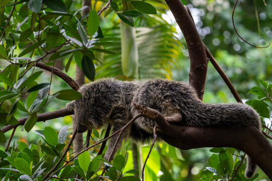 Binturong or bearcat (Arctictis binturong) resting among tree branches surrounded by green leaves.
