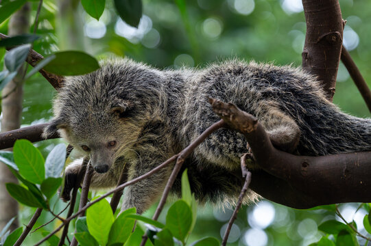 Binturong or bearcat (Arctictis binturong) resting among tree branches surrounded by green leaves.