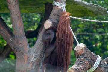Dominant male orangutan (Pongo) holding a rope while perching on wooden climbing structures in an enclosure. © Ariyanto