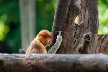 Proboscis monkey (Nasalis larvatus) sitting perched on a wooden stump against a blurry forest background. © Ariyanto
