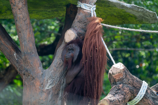 Dominant male orangutan (Pongo) holding a rope while perching on wooden climbing structures in an enclosure.