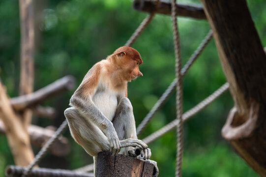 Proboscis monkey (Nasalis larvatus) sitting perched on a wooden stump against a blurry forest background.