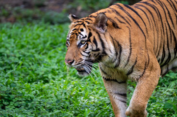 Fototapeta premium Majestic Sumatran tiger (Panthera tigris sumatrae) prowling forward through dense green foliage, looking directly into the camera with an intense gaze.