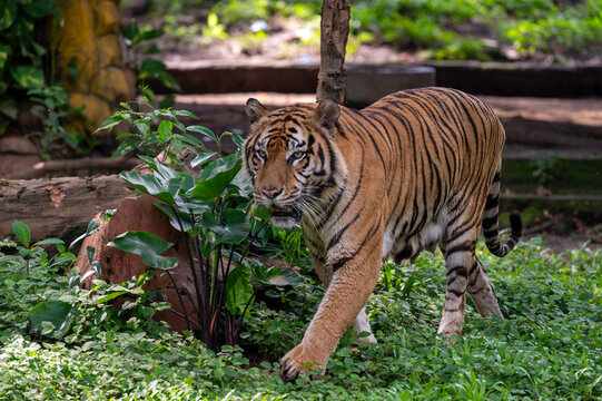 Majestic Sumatran tiger (Panthera tigris sumatrae) prowling forward through dense green foliage, looking directly into the camera with an intense gaze.
