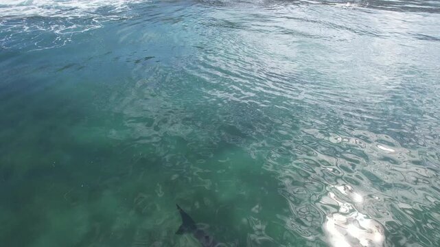 Great white shark in blue water, aerial view