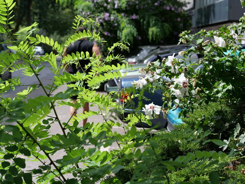 Lush Green Acacia Leaves and White Hibiscus Flowers Framing an Urban Street Scene with Cars and Pedestrians in Daylight