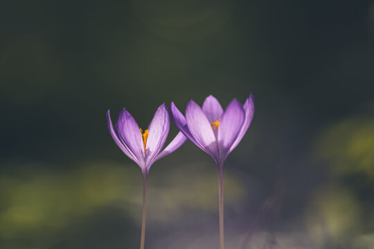 Purple autumn crocus flower