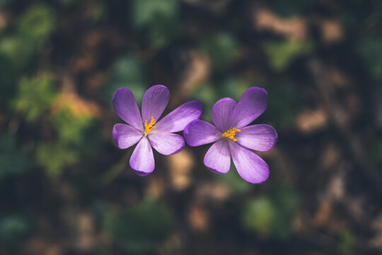 Purple autumn crocus flower top view