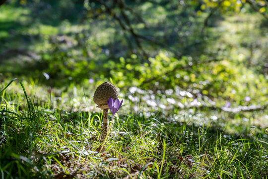 Young parasol mushroom (Macrolepiota procera) at the "drumstick" stage, with a wild purple autumn crocus attached to it