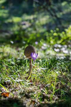 Young parasol mushroom (Macrolepiota procera) at the "drumstick" stage, with a wild purple autumn crocus attached to it