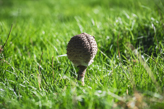 A young, immature parasol mushroom (Macrolepiota procera) standing at the "drumstick stage" with an unopened scaly cap, growing in green grass meadow during autumn.