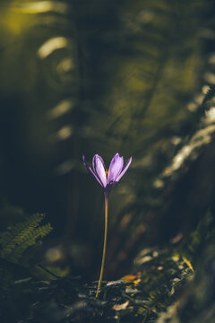 Purple autumn crocus flower