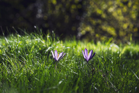 Purple autumn crocus flower in the meadow