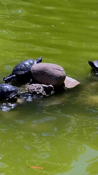 Freshwater turtle swimming in green pond water
