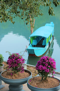Traditional blue tourist boat moored on the calm Son River viewed behind blooming pink bougainvillea potted plants in Phong Nha, Vietnam.