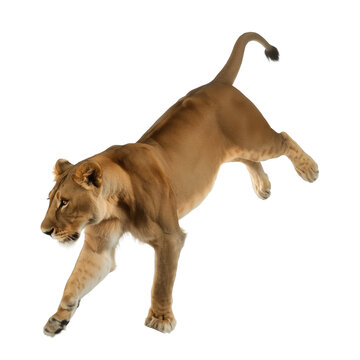 Running Lioness Body isolated on transparent background png element