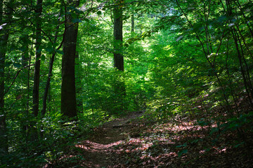Fototapeta premium Dappled sunlight filters through vibrant green foliage along a narrow hiking trail winding through a dense forest.