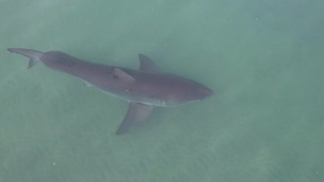 Great white shark close-up from above