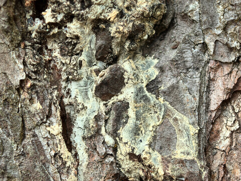 Textures of nature reveal vibrant patterns on tree bark
