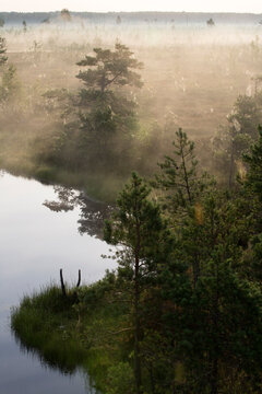 Misty morning sunrise over a wild peatland bog lake. Atmospheric wetland landscape with pine trees and heavy fog.