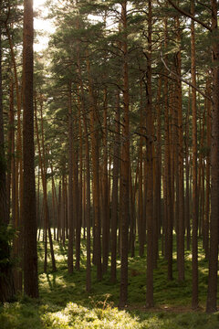 Tall pine forest landscape with sunbeams hitting the mossy ground. Tall trees, forestry and wilderness concept.