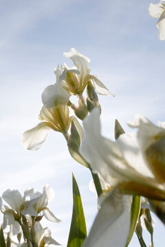 White iris flowers blooming under a blue sky. Beautiful floral background, spring blossom and botany concept.