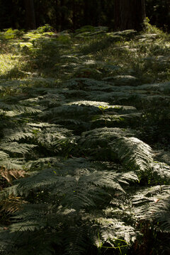 Dense carpet of wild green ferns on a dark forest floor. Vertical moody nature background, shadow play and woodland ecology concept.
