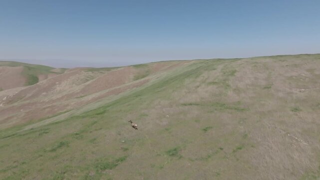 Lone elk on a dry hillside, aerial view