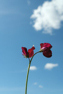 Red sweet pea flowers blooming under a bright blue sky with white clouds. Vertical low angle shot and beautiful floral botany.