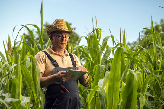 Farmer checks tablet among tall corn plants, studying screen with focused expression. Wearing overalls and straw hat, agricultural worker uses digital technology in sunlit field to review crop data.