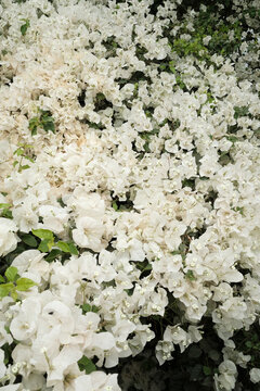 White Bougainvillea Flowers in Full Bloom 