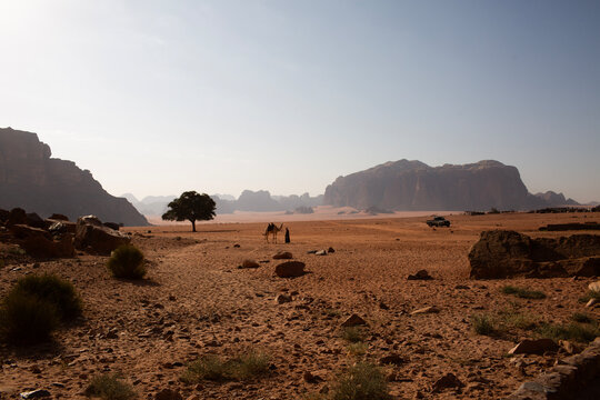 Bedouin nomad with a camel near a lonely tree in Wadi Rum desert. Authentic travel, desert safari and culture concept in Jordan.