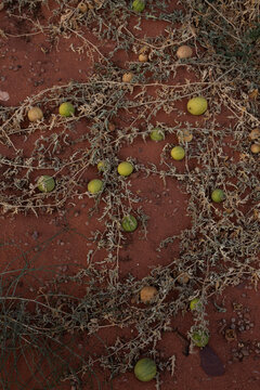 Wild Citrullus colocynthis bitter apple vine growing on red sand in Wadi Rum desert. Exotic desert gourd, botany and arid flora concept in Jordan.