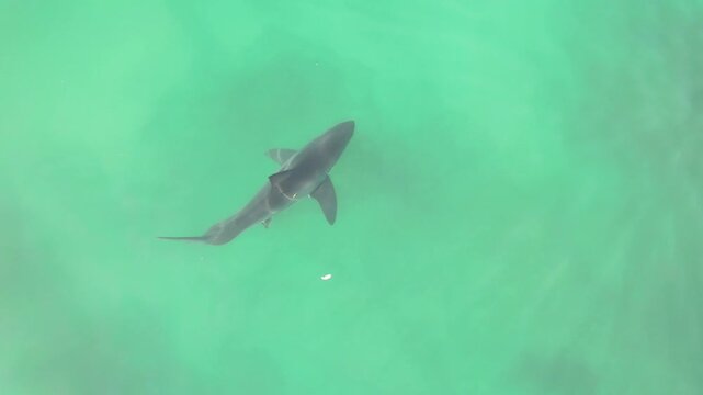 Great white shark in emerald green water from above