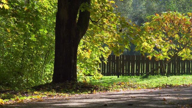 Early Autumn Leaves Swaying in Wind on Sunny Morning in Park - Sunlit Autumn Foliage and Wooden Fence Along Country Road