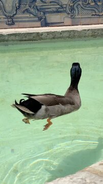 Male mallard duck swimming across shallow turquoise pool, creating ripples and small wake with iridescent green head under bright daylight reflections