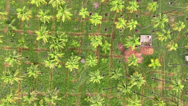 Aerial view of a lush green coconut farm with orderly rows of palm trees and a small structure in India.