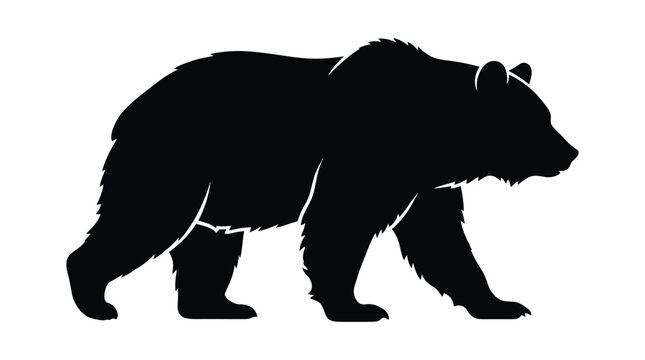 Black bear silhouette stands on a white background a detailed animal form