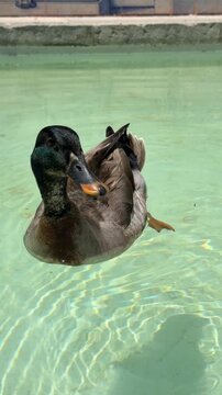 Single duck paddling in shallow green pool, extending one orange webbed foot into water to create concentric ripples beside decorative blue tile wall