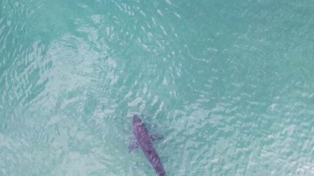 Great white shark swimming in clear turquoise water from above