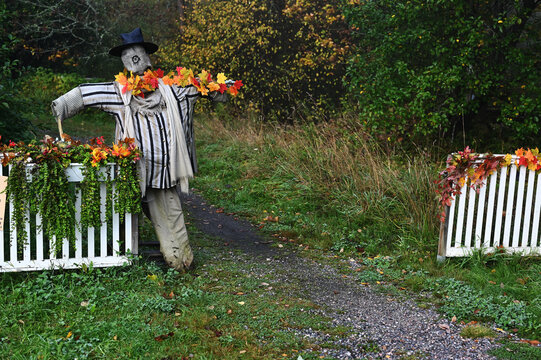 A decorative scarecrow standing beside a garden path and white picket fences