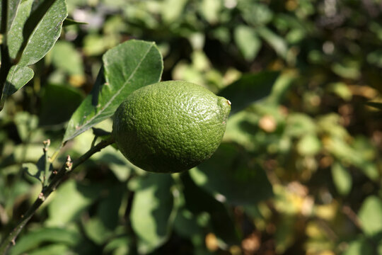 lime lemon on tree branch	
